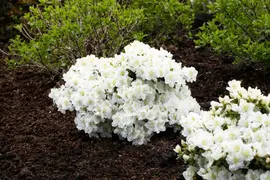 Rhododendron 'Cunningham´s White' (Rododendron 'Cunningham´s White') - afbeelding 6