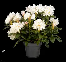 Rhododendron 'Cunningham´s White' (Rododendron 'Cunningham´s White') - afbeelding 7