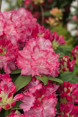 Rhododendron 'Germania'® (Rododendron 'Germania') - afbeelding 1