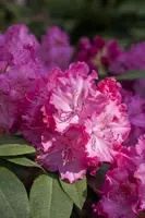 Rhododendron 'Germania'® (Rododendron 'Germania') - afbeelding 3