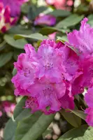 Rhododendron 'Germania'® (Rododendron 'Germania') - afbeelding 4