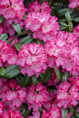 Rhododendron 'Germania'® (Rododendron 'Germania') - afbeelding 7