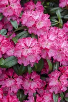 Rhododendron 'Germania'® (Rododendron 'Germania') - afbeelding 7