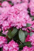 Rhododendron 'Germania'® (Rododendron 'Germania') - afbeelding 9