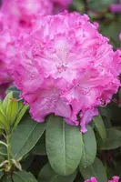 Rhododendron 'Germania'® (Rododendron 'Germania') - afbeelding 10
