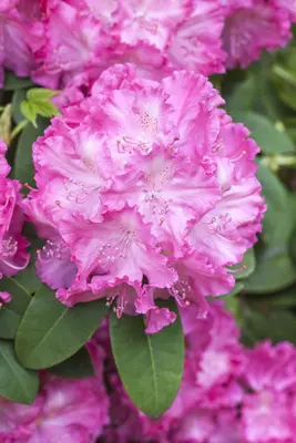 Rhododendron 'Germania'® (Rododendron 'Germania') - afbeelding 11