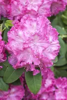 Rhododendron 'Germania'® (Rododendron 'Germania') - afbeelding 11