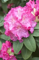 Rhododendron 'Germania'® (Rododendron 'Germania') - afbeelding 12