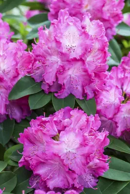 Rhododendron 'Germania'® (Rododendron 'Germania') - afbeelding 16