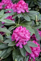 Rhododendron 'Germania'® (Rododendron 'Germania') - afbeelding 18