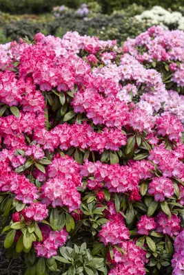 Rhododendron 'Germania'® (Rododendron 'Germania') - afbeelding 20