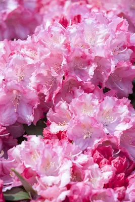 Rhododendron 'Germania'® (Rododendron 'Germania') - afbeelding 24