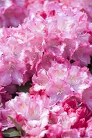 Rhododendron 'Germania'® (Rododendron 'Germania') - afbeelding 24