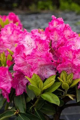 Rhododendron 'Germania'® (Rododendron 'Germania') - afbeelding 32