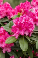 Rhododendron 'Germania'® (Rododendron 'Germania') - afbeelding 34