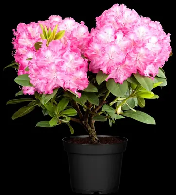 Rhododendron 'Germania'® (Rododendron 'Germania') - afbeelding 15