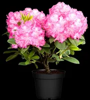 Rhododendron 'Germania'® (Rododendron 'Germania') - afbeelding 15