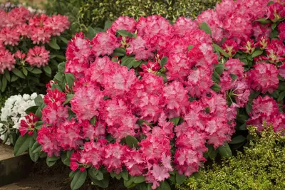Rhododendron 'Germania'® (Rododendron 'Germania') - afbeelding 2