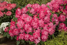Rhododendron 'Germania'® (Rododendron 'Germania') - afbeelding 2