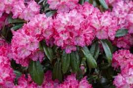 Rhododendron 'Germania'® (Rododendron 'Germania') - afbeelding 6