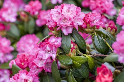 Rhododendron 'Germania'® (Rododendron 'Germania') - afbeelding 8