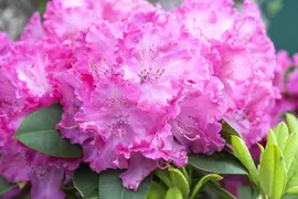 Rhododendron 'Germania'® (Rododendron 'Germania') - afbeelding 13