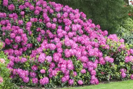 Rhododendron 'Germania'® (Rododendron 'Germania') - afbeelding 14