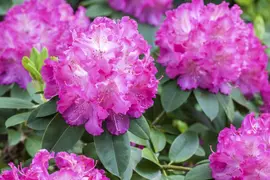 Rhododendron 'Germania'® (Rododendron 'Germania') - afbeelding 17