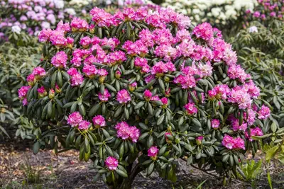 Rhododendron 'Germania'® (Rododendron 'Germania') - afbeelding 19