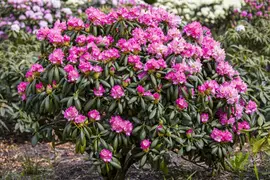 Rhododendron 'Germania'® (Rododendron 'Germania') - afbeelding 19