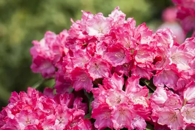 Rhododendron 'Germania'® (Rododendron 'Germania') - afbeelding 21