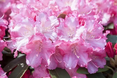 Rhododendron 'Germania'® (Rododendron 'Germania') - afbeelding 22
