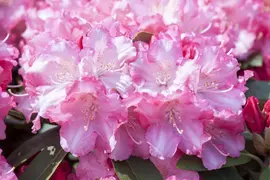 Rhododendron 'Germania'® (Rododendron 'Germania') - afbeelding 22