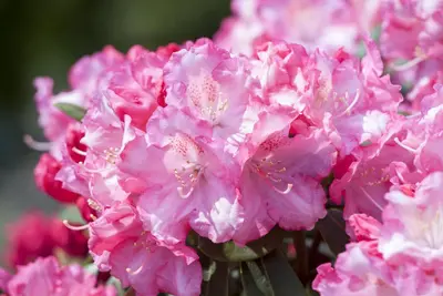 Rhododendron 'Germania'® (Rododendron 'Germania') - afbeelding 23