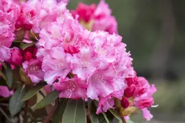 Rhododendron 'Germania'® (Rododendron 'Germania') - afbeelding 25