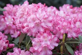 Rhododendron 'Germania'® (Rododendron 'Germania') - afbeelding 26
