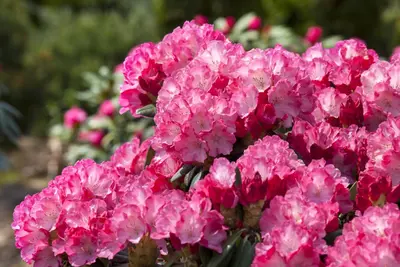 Rhododendron 'Germania'® (Rododendron 'Germania') - afbeelding 27