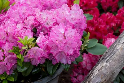 Rhododendron 'Germania'® (Rododendron 'Germania') - afbeelding 28