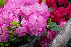 Rhododendron 'Germania'® (Rododendron 'Germania') - afbeelding 28