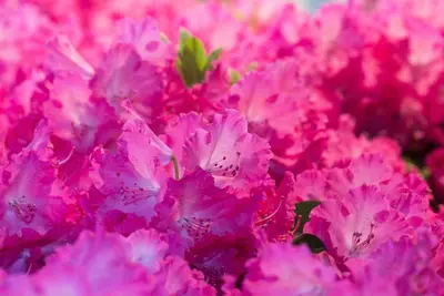Rhododendron 'Germania'® (Rododendron 'Germania') - afbeelding 29