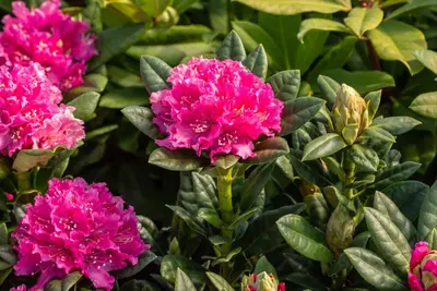 Rhododendron 'Germania'® (Rododendron 'Germania') - afbeelding 30
