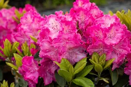 Rhododendron 'Germania'® (Rododendron 'Germania') - afbeelding 31