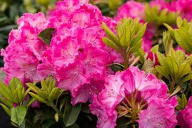 Rhododendron 'Germania'® (Rododendron 'Germania') - afbeelding 33