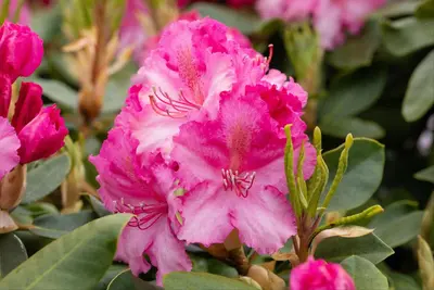 Rhododendron 'Germania'® (Rododendron 'Germania') - afbeelding 35