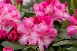 Rhododendron 'Germania'® (Rododendron 'Germania') - afbeelding 36