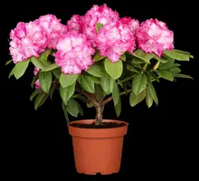 Rhododendron 'Germania'® (Rododendron 'Germania') - afbeelding 5