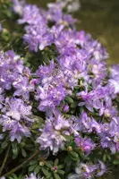 Rhododendron impeditum 'Blue Diamond' (Rododendron 'Blue Diamond') - afbeelding 1