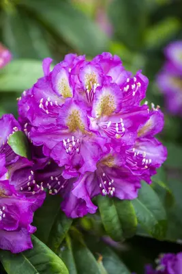Rhododendron 'Marcel Menard' (Rododendron 'Marcel Menard') - afbeelding 5