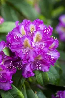 Rhododendron 'Marcel Menard' (Rododendron 'Marcel Menard') - afbeelding 5