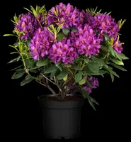 Rhododendron 'Marcel Menard' (Rododendron 'Marcel Menard') - afbeelding 2